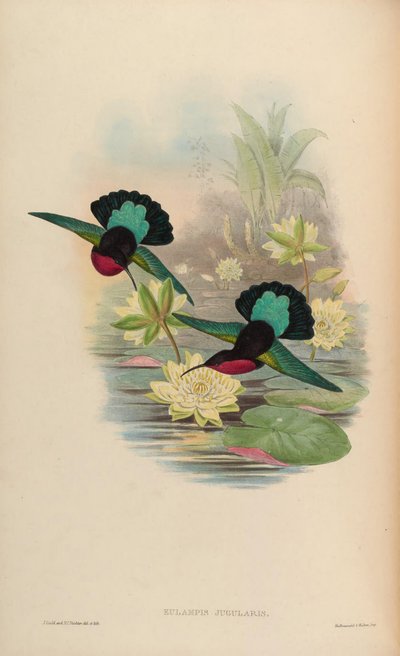 Eulampis jugularis by John Gould